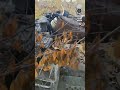 Російська армія влаштувала вогневу точку біля цивільного будинку
