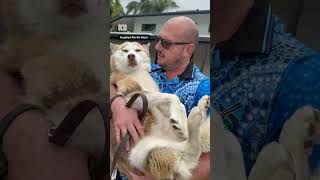 Stolen husky reunited with owners after cross-state rescue | ABC News