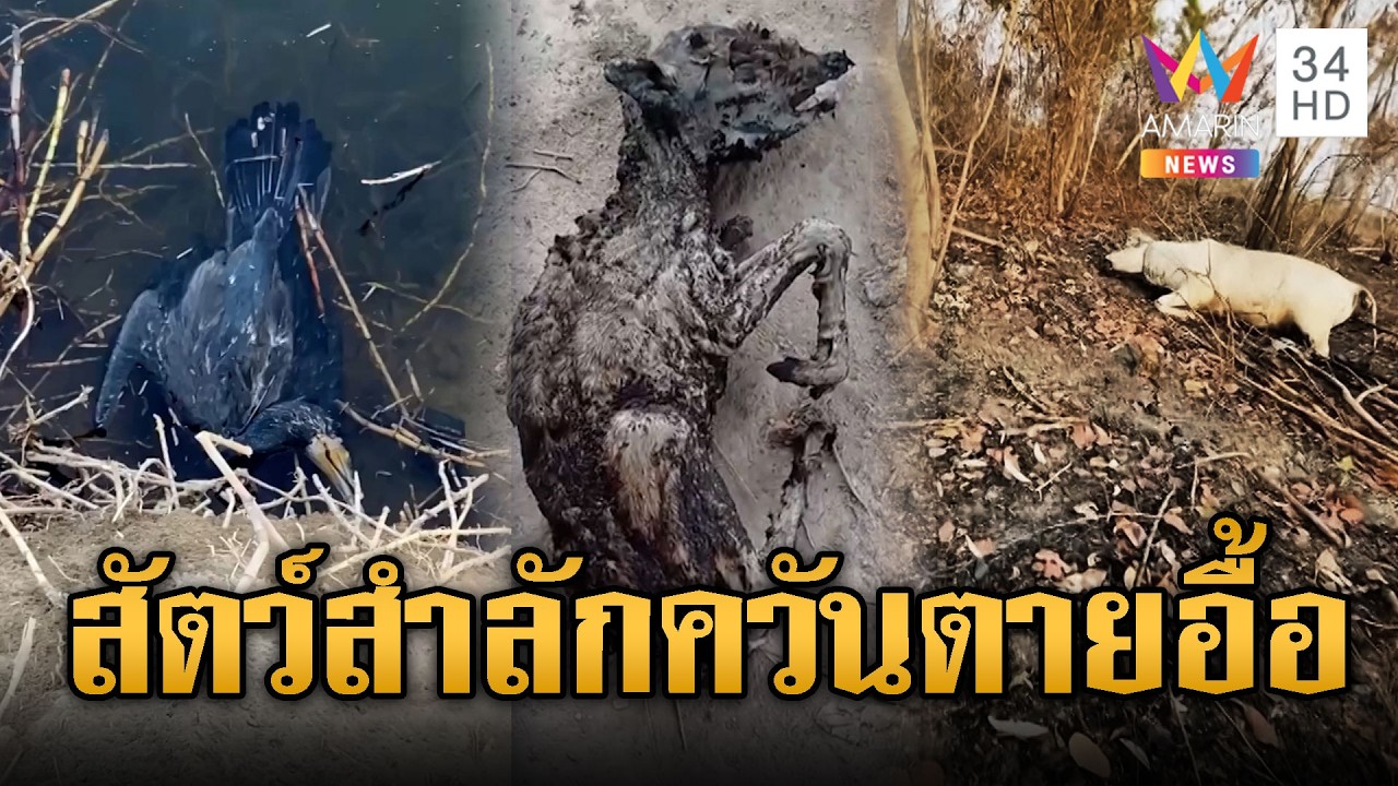 เขมรเผาไม่สนใคร สัตว์น้อยใหญ่ตายเกลื่อน | ข่าวอรุณอมรินทร์ | 25/02/69