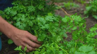 Grow with KARE: Plant these herbs in your vegetable garden