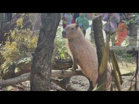 Sacramento Zoo celebrates birth of baby capybara