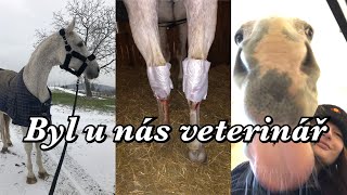 Byl u nás veterinář // Hagova diagnóza a následná léčba