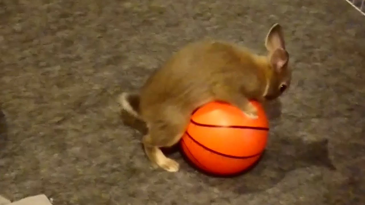 メスうさぎのマウンティング Youtube
