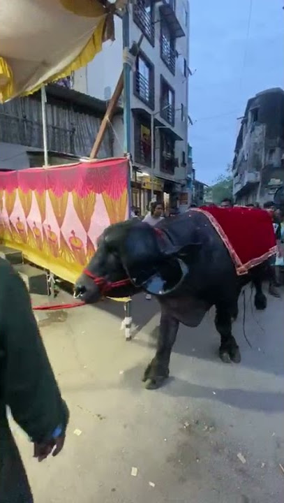 Surat Big buffalo for Qurbani.#shorts#viralshorts#bakraeid2021