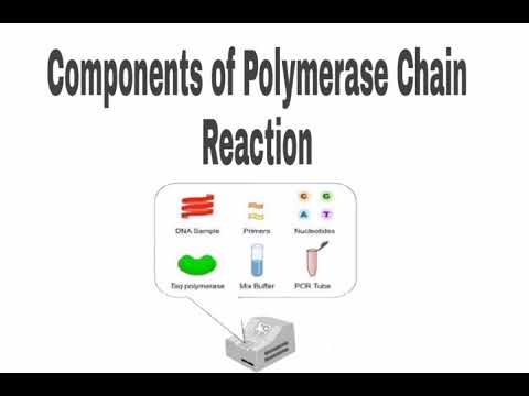 Video: Care sunt componentele PCR?
