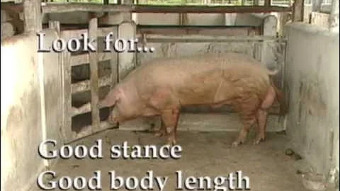 Always Select Good Pigs