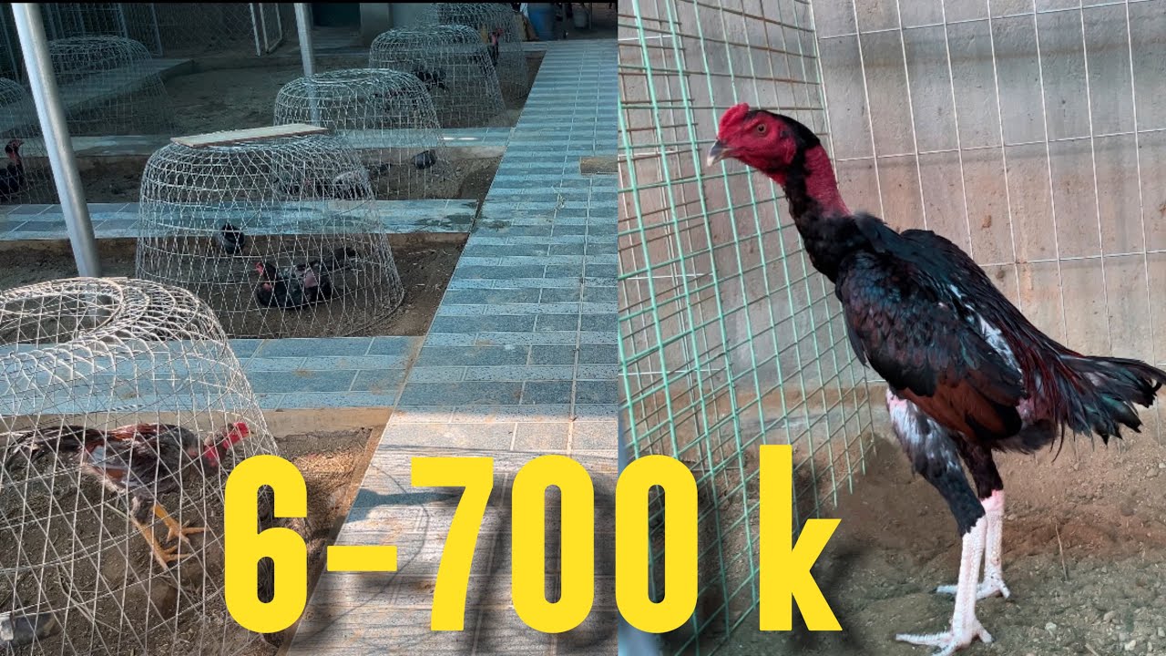 Lên gà choai cho mọi người chọn, bầy gà choai mới nhốt