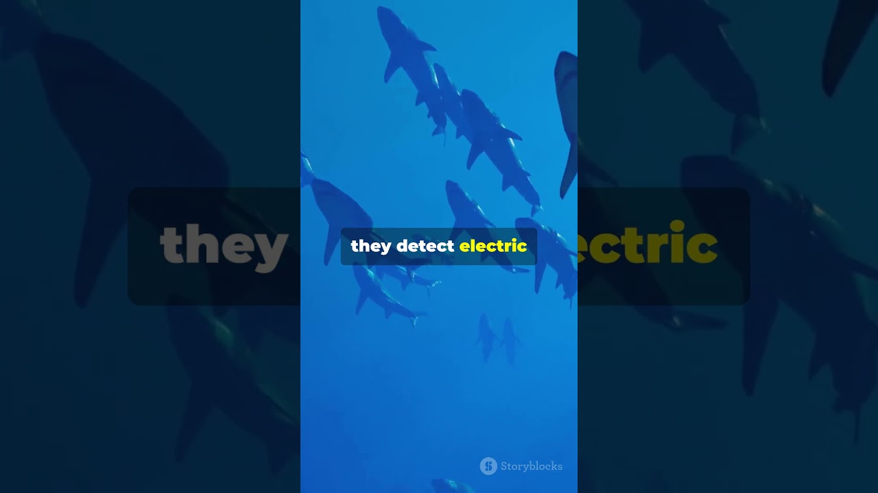 Sharks Can Sense Your Heartbeat?! 🦈❤️ 