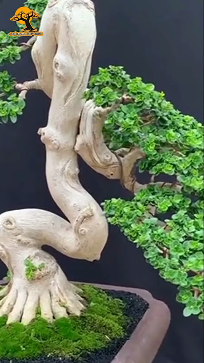 inspirasi bonsai Sancang super extreme #bonsai