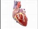 Understanding Heart Disease (Heart Basics #1)