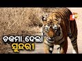 ଲୁଚକାଳି ଖେଳୁଛି ‘ସୁନ୍ଦରୀ’