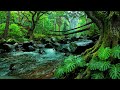 River flowing birds chirping | Gentle Nature Sounds ASMR for Sleep & Deep Relaxation | 3 Hours
