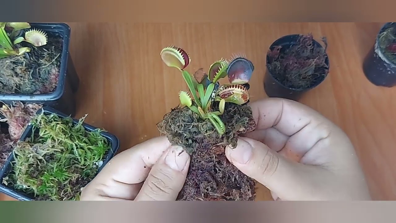 como replantar planta carnivora Dionaea muscipula