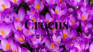 Crocus: Grow and Care Tips