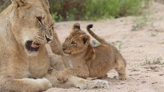 The NTSEVU PRIDE 🦁 by MalaMala Game Reserve 83,815 views 1 month ago 8 minutes, 14 seconds