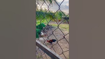 Gà rừng thổ ọc víp