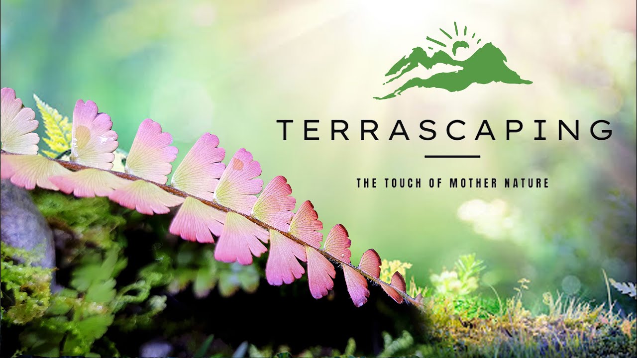 A Humid Jungle Nature Terrarium Ideas Terrascaping YouTube