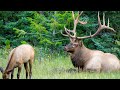 Jasper's Largest Bull Elk Seen So Far