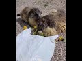 Des marmottes gourmandes 