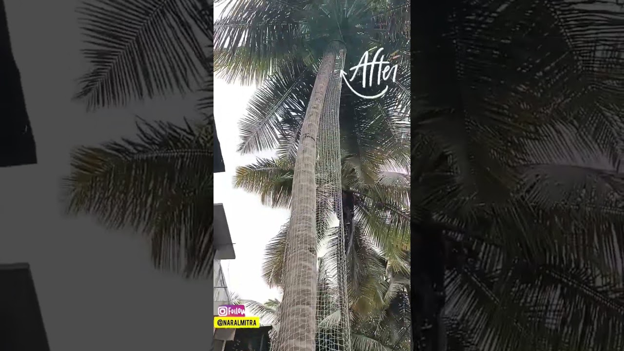 “🌴 Safeguarding Our Coconut Palms 🌴🥥 