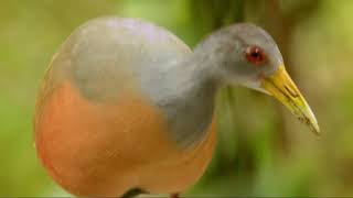 Conociendo nuestras aves - Chiricote