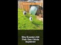 Why Roosters Kill Their Own Chicks Explained