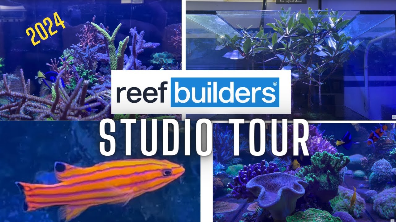 2024 Tour of the Reef Builders Studio - YouTube