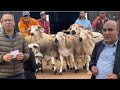ضيعة فريد المزابي تتصدر مشهد بيع اكباش عيد الأضحى 2026 المغرب عيدالأضحى اكسبلور 
