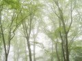 石原裕次郎「夜霧よ今夜もありがとう」Thanks to the today's night fog