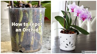 How to repot an Orchid