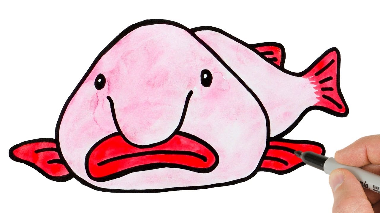 So cute  Blobfish, Cartoon fish, Fish drawings