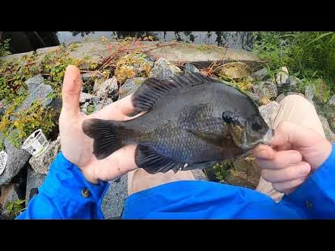 Cane Pole Fishing with Worms at Roadside Creek And Caught Some Healthy  Bluegills 
