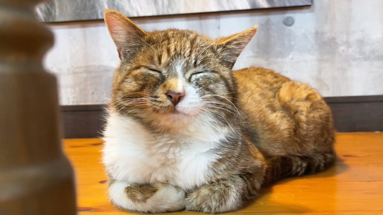 本当は甘えたくてしかたなかった元野良猫のポン太