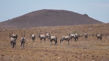 Antelope sounds - amazing antelope noises