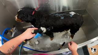 MASSIVE DOUBLE Bernese Mountain Dog GROOMING