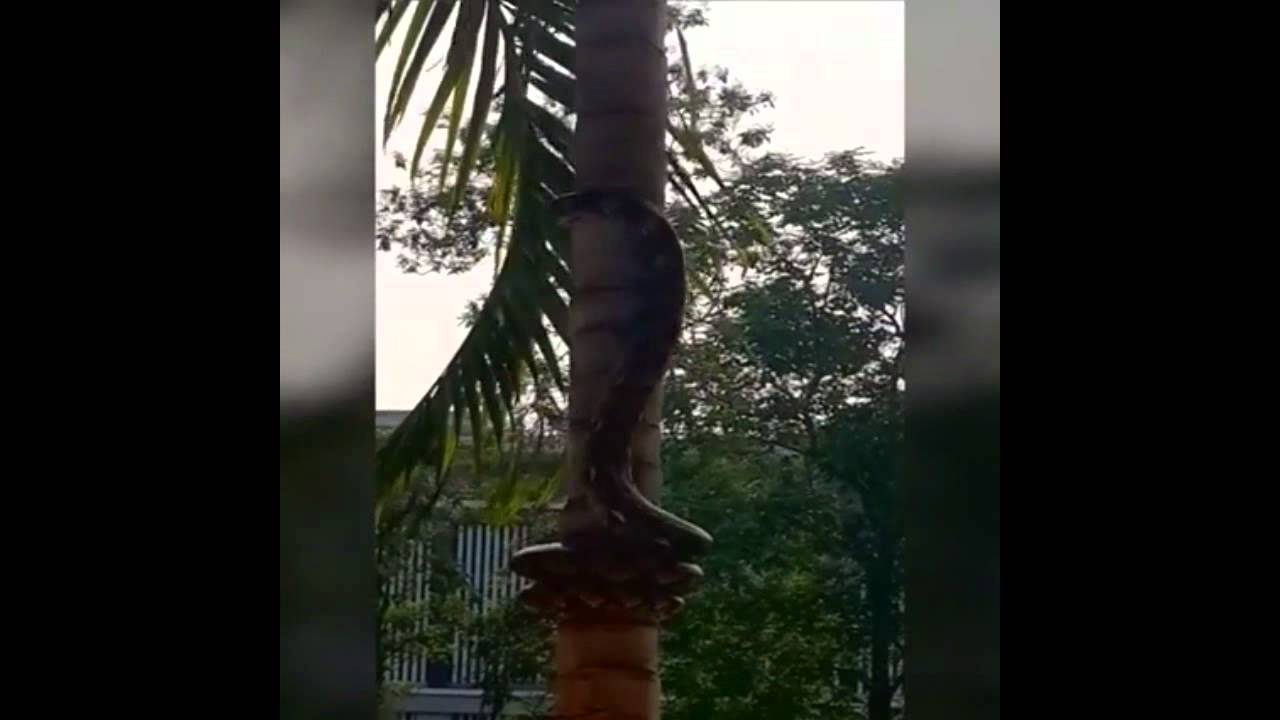Sonhar Com Cobra Caindo Da Arvore Cobra subindo em árvore - YouTube