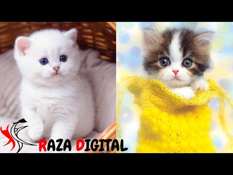 funny cat videos/cute cat / cats comedy/Raza Digital