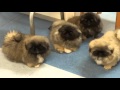 Pekingese puppies in Kennel Kaimon Gerheil の動画、YouTube動画。