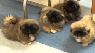 Pekingese puppies in Kennel Kaimon Gerheil