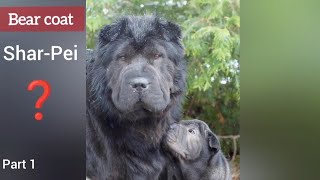 Interesting facts about bear coat SharPei  with short inform. about genetic testing option