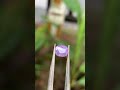 Sapphirer Cháo Đồng tự nhiên 100% Tl 1.06ct lên mặt nhẫn Nữ quá xinh ạ 💍💎