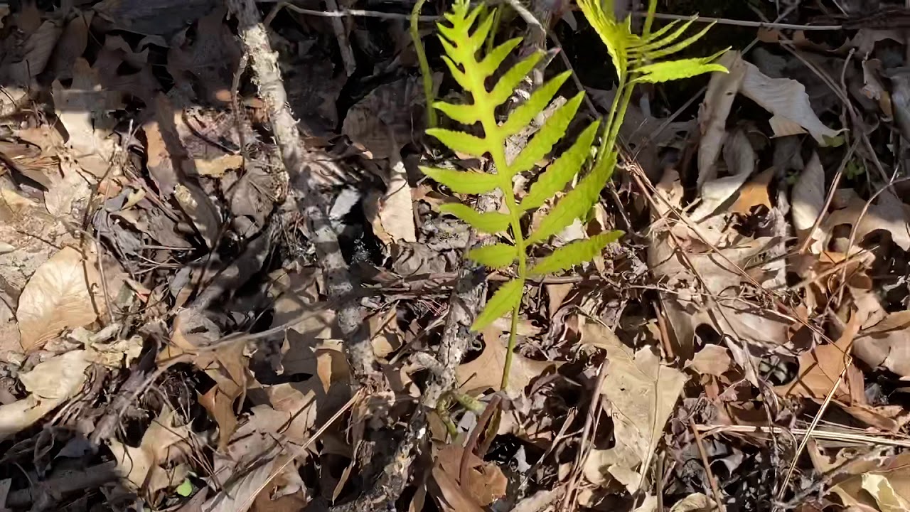 Hofma Park - Spring 3