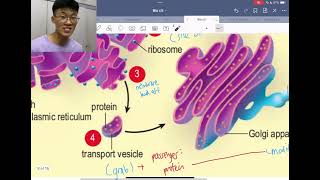 #03 Bio F4 C5: Production of Extracellular Enzymes | Step-by-Step Guide