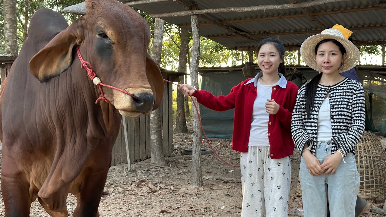 #น้องตีน่า #สาวลาว พาสาวพรมาหา￼ชื่อวัวจะจุงวัวกลับลาวทุกคนว่าเราจะเอาวัวกับลาวได้ไหม??#ทีมงานบ้านนา 