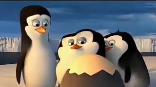 4 Pinguin Pencari Link Link Bp