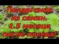 ПЕЛАРГОНИЯ (ГЕРАНЬ) через 1.5 месяца после посева. Как вырастить красивую пеларгонию?