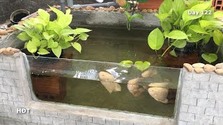 Aquarium (Oscar Albino)/ Update  4 monthshồ cá (tai tượng phi châu trắng)/ sau 4 tháng