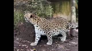 Leopard enjoying in ZWF🐾 by ZWF MIAMI 399 views 1 year ago 34 seconds