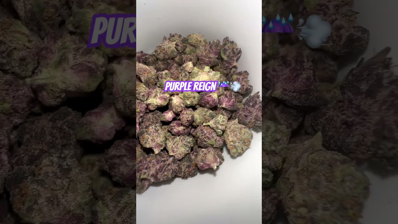 $40 half oz Purple Reign Smalls| THCA King 