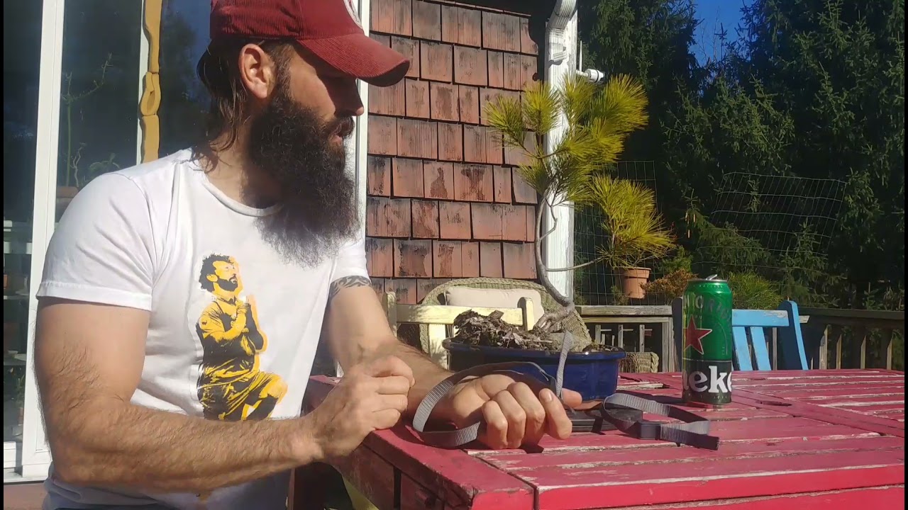 First Wiring White Pine Yamadori Bonsai November 2021 YouTube